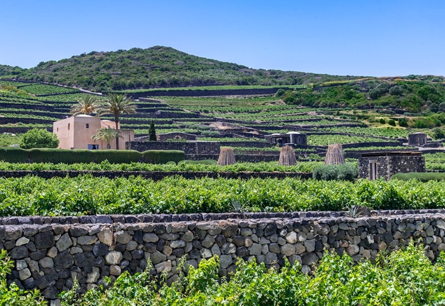 weinguter Pantelleria