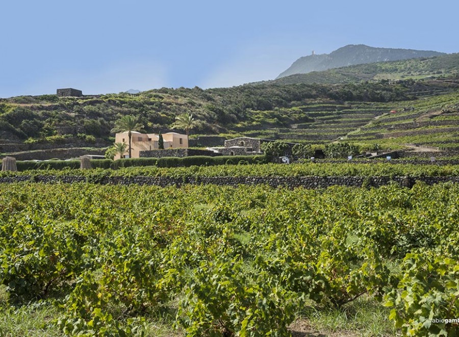  Pantelleria Donnafugata